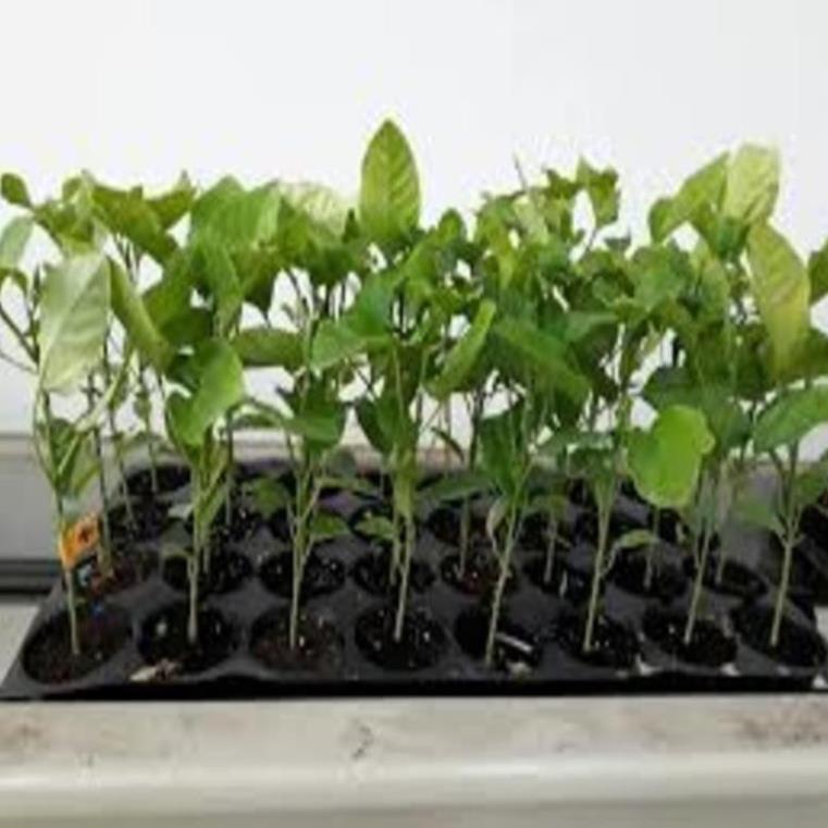 Cây giống chanh leo tím đài loan ghép. cây giống chuẩn cho năng suất cao