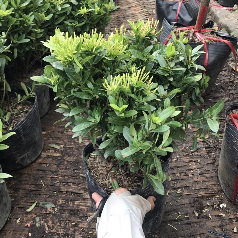 Cây hoa mẫu đơn vàng có hoa quanh năm thích hợp trồng ban công sân vườn