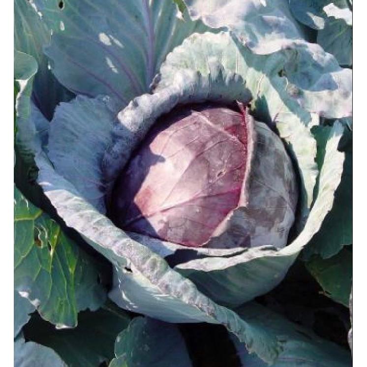 COMBO 5 gói hạt giống cải bắp tím F1