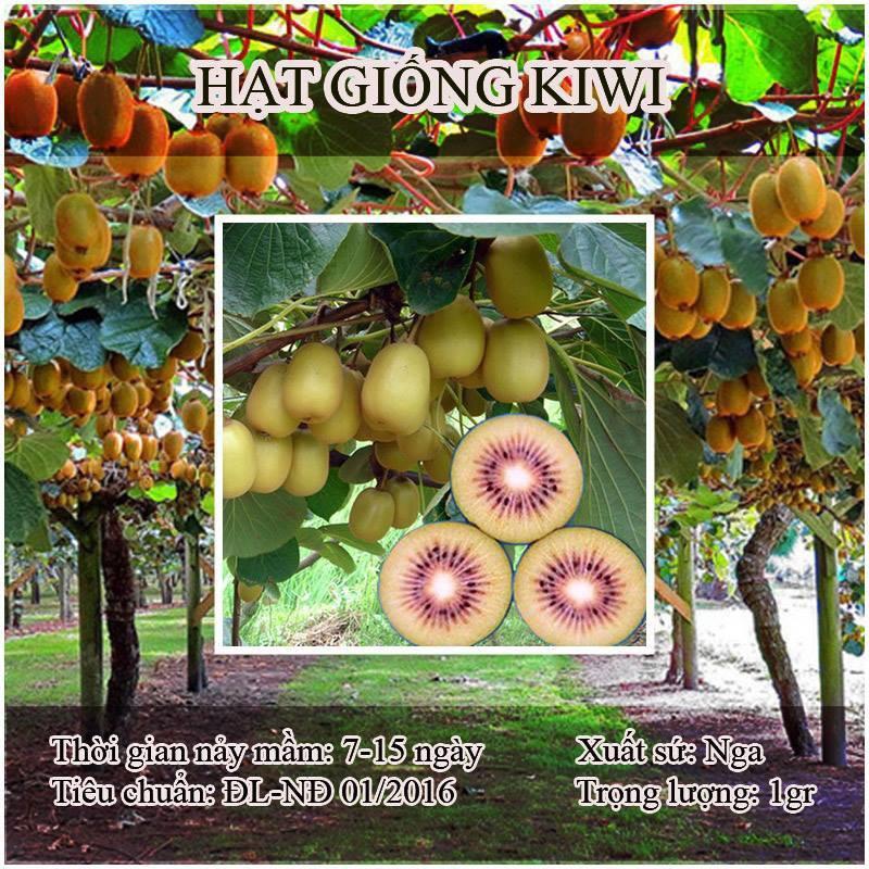 Hạt giống cây ăn trái kiwi - 1 gói 30 hạt