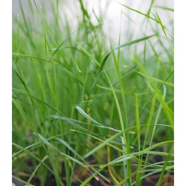 Hạt giống rau hẹ ta cao sản CT132 - Gói 2gram