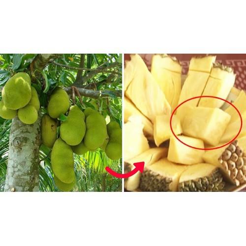 CÂY GIỐNG MÍT KHÔNG HẠT SIÊU NGỌT.CAM KẾT GIỐNG CHUẨN, BẢO HÀNH CHUẨN F1 - cgmkhcf1