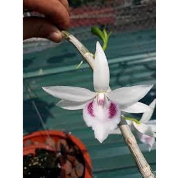 LAN PHI ĐIỆP 5 CÁNH TRẮNG THỦY TIÊN - HOA ĐẸP, CỰC HIẾM, MẶT HOA CHUẨN - HÀNG GIEO HẠT, CÂY Y HÌNH