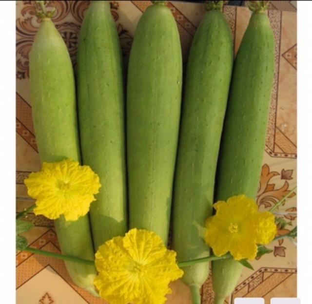 HẠT GIỐNG MƯỚP HƯƠNG 7 LÁ F1 SIÊU TRÁI