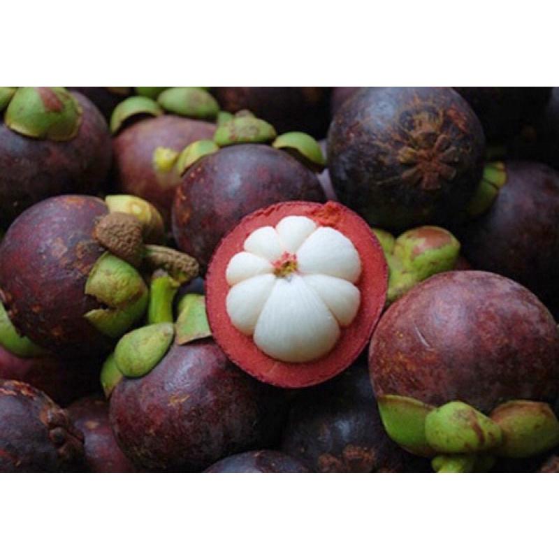 Cây giống măng cụt cho quả ăn vị ngọt thanh và hương thơm đặc biệt.