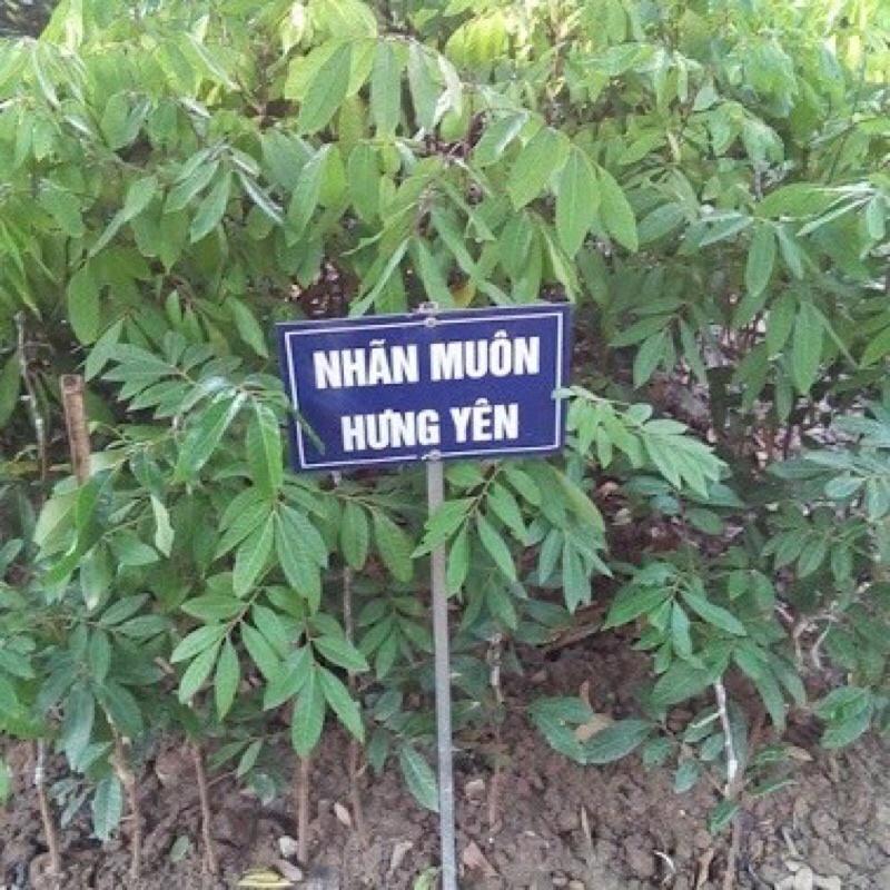Cây giống nhãn lồng muộn Hưng Yên cho quả siêu ngọt.