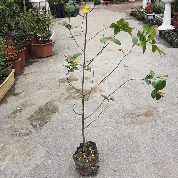 Mai tứ quý cao 1,5 m - Siêu đẹp, dễ trồng