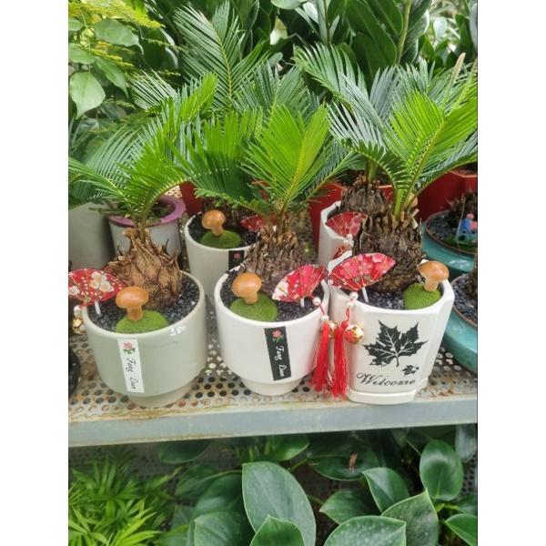 Chậu cây vạn tuế