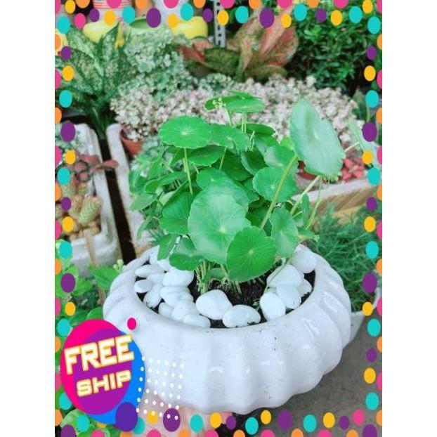 Chậu Cỏ Đồng Tiền
