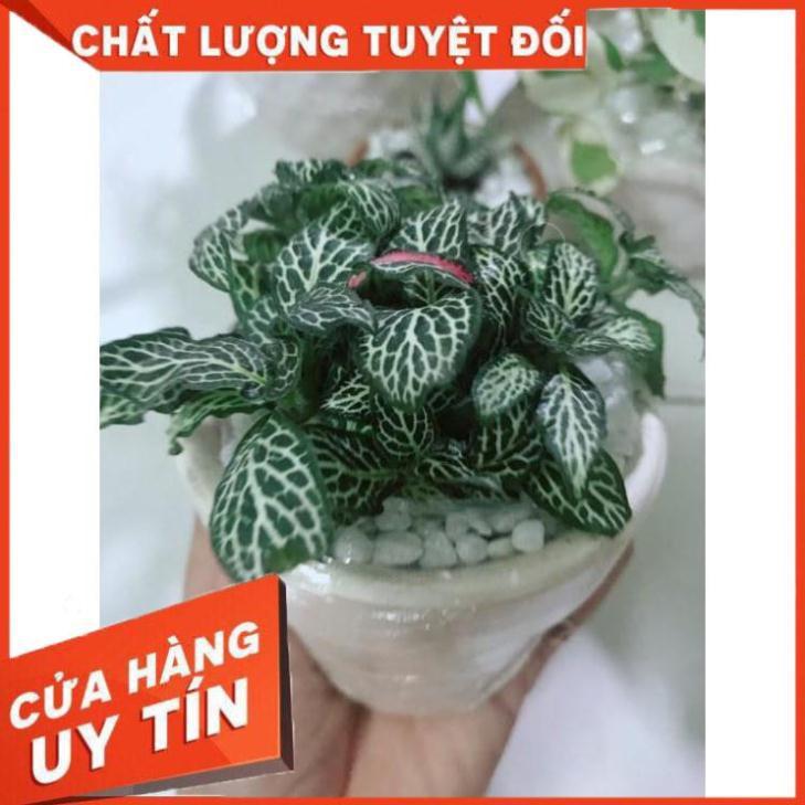 Combo hai chậu cây cẩm nhung xanh+đỏ Nhiều Người Mua
