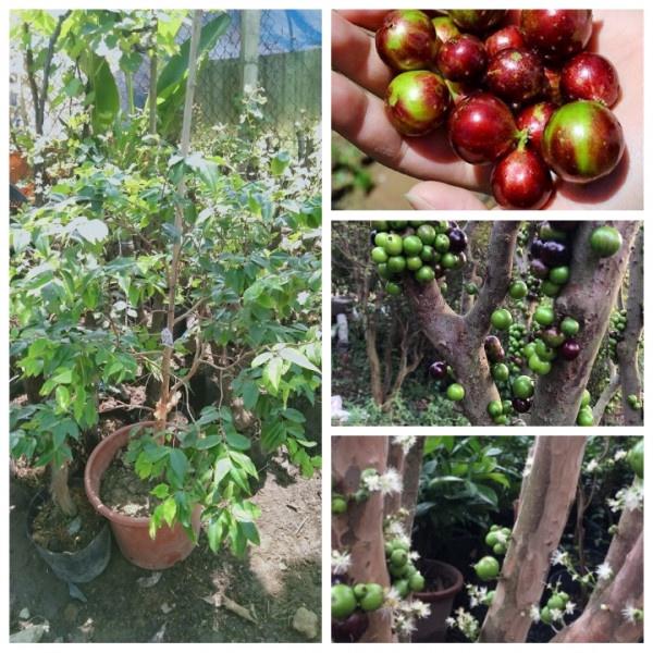 CÂY GIỐNG NHO THÂN GỖ TỨ QUÝ choai to 01 NĂM TUỔI