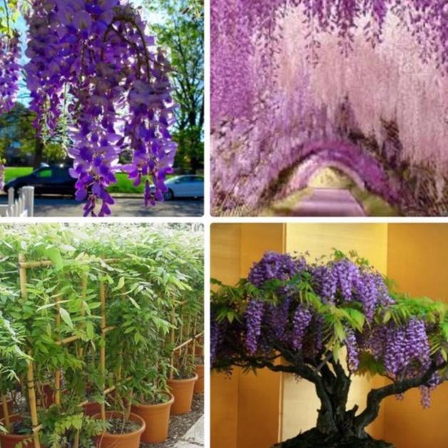 Hạt giống hoa tử đằng nhiều màu dể trồng f1 -gói 5 hạt-tặng kèm gói kích mầm