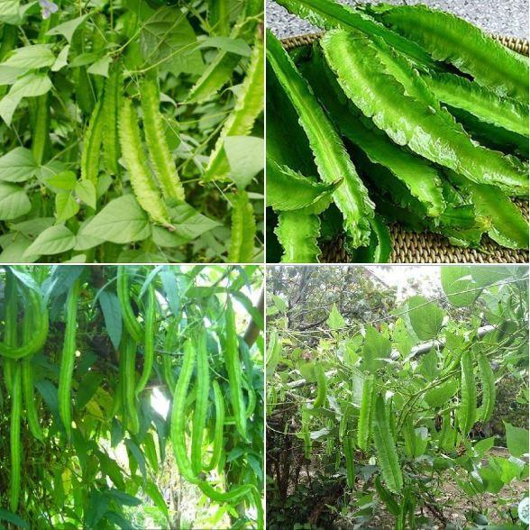 COMBO 5 gói hạt giống đậu rồng