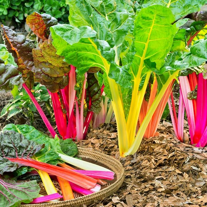 Hạt Giống Cải Cầu Vồng Sen Vàng Gói 10gram