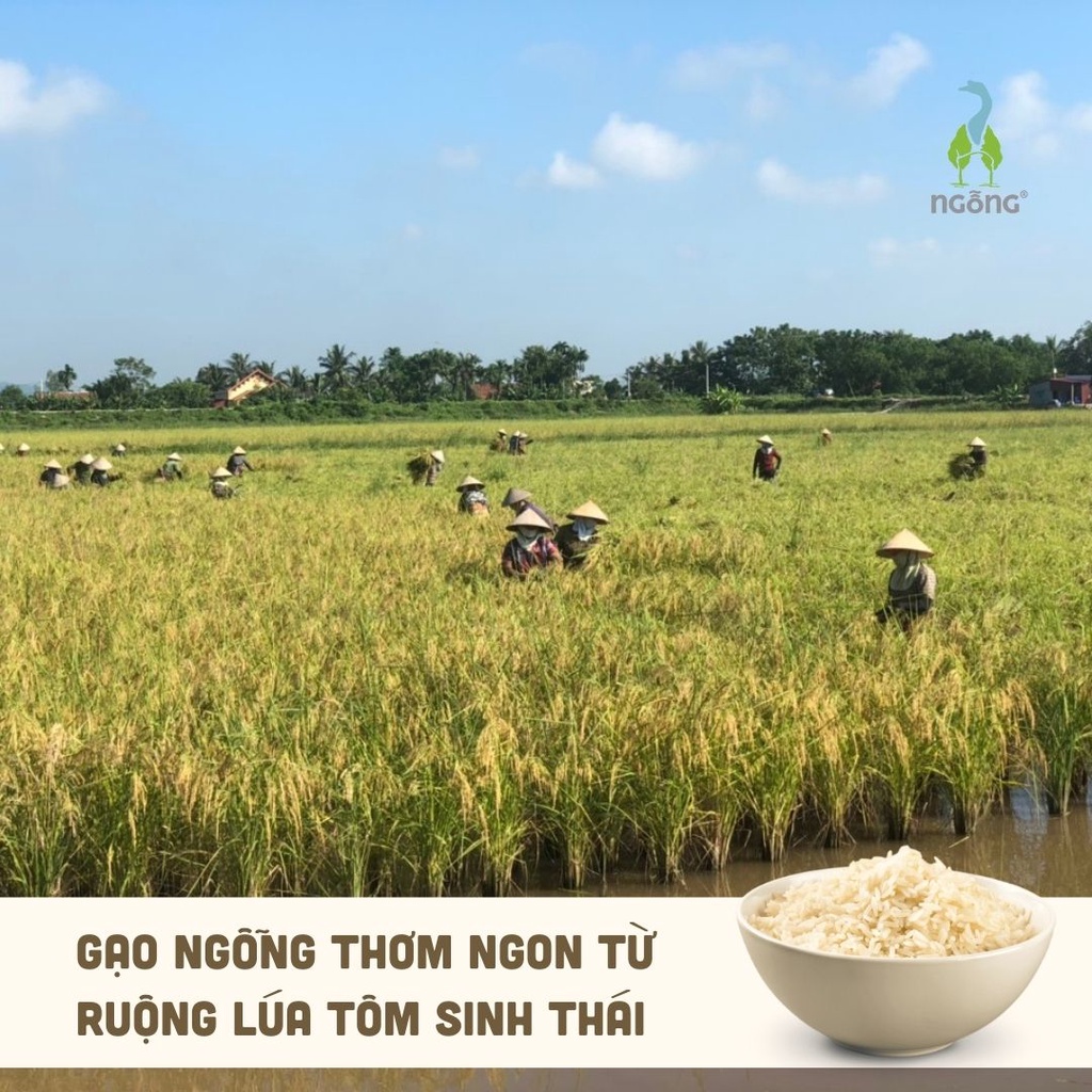 Gạo ST25 ruộng rươi xát dối 3kg