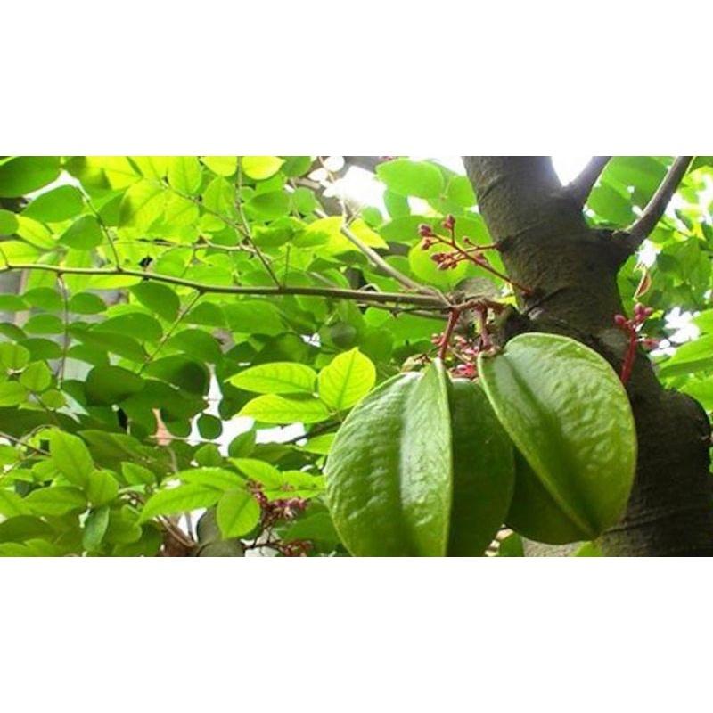 1kg lá khế chua tươi sạch , cắt từ cây nhà trồng