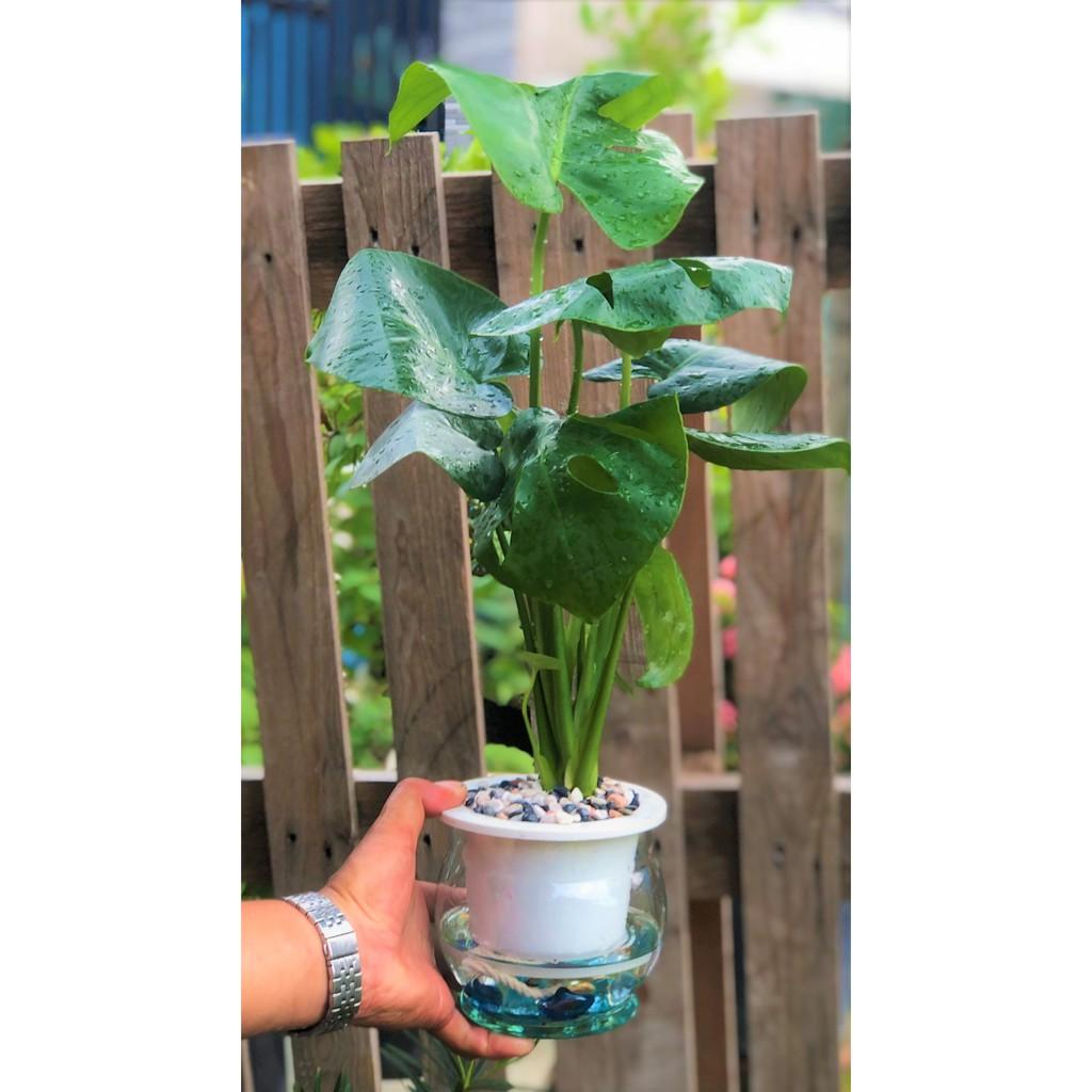Chậu thuỷ tinh cây trầu bà Nam Mỹ lá xẻ thuỷ canh tặng kèm đá trang trí
