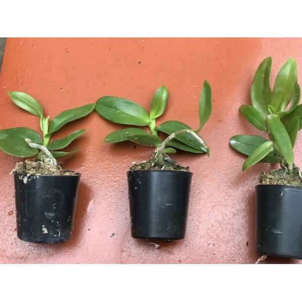 Combo 3 côc phi điệp tím cốc giống