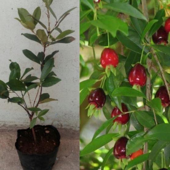 Hạt giống cây ăn trái cherry nhiệt đới,giống chuẩn f1 -1 gói 10 hạt-cr