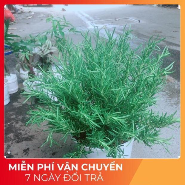 Chậu Hương Thảo Size Đại