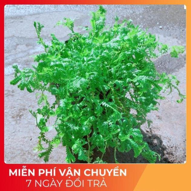 Cây Rêu Xanh