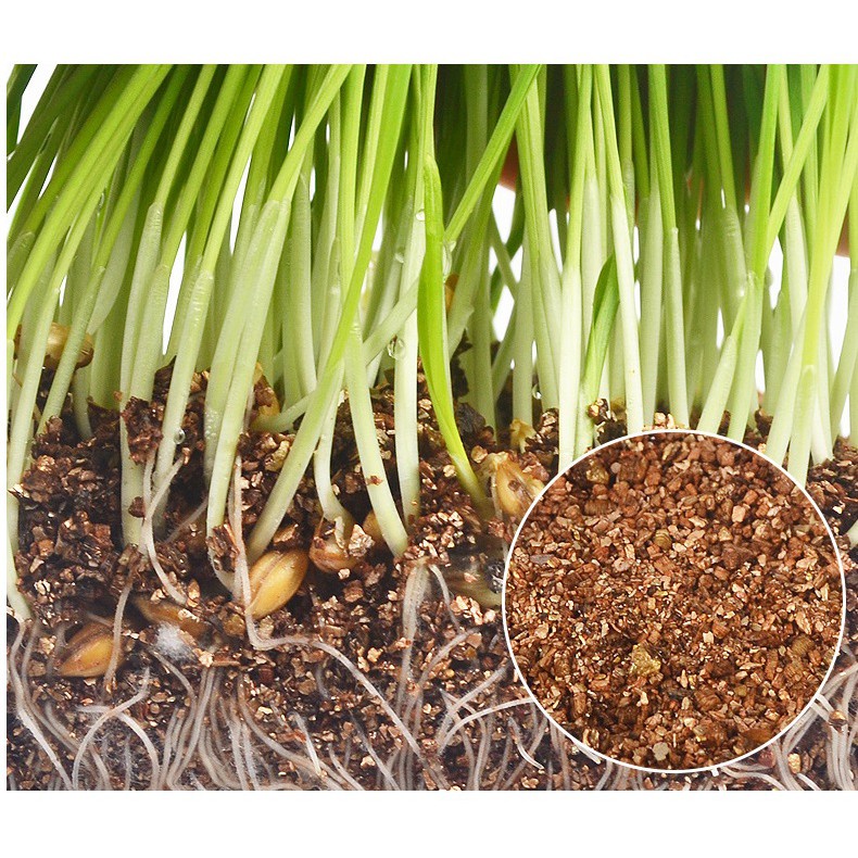 Hộp cỏ mèo - Combo hạt giống cỏ cho mèo gặm