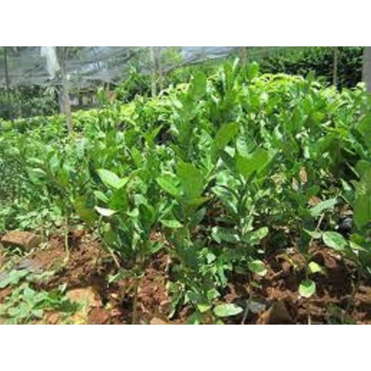 CÂY PHẬT THỦ - QỦA ĐẸP - Ý NGHĨA - CÂY GIỐNG GIÁ TRỊ KINH TẾ CAO