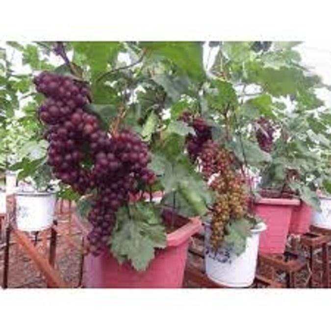 Cây giống nho lùn siêu sớm cho quả
