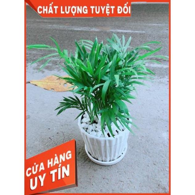 Chậu Cây Cau Tiểu Trâm