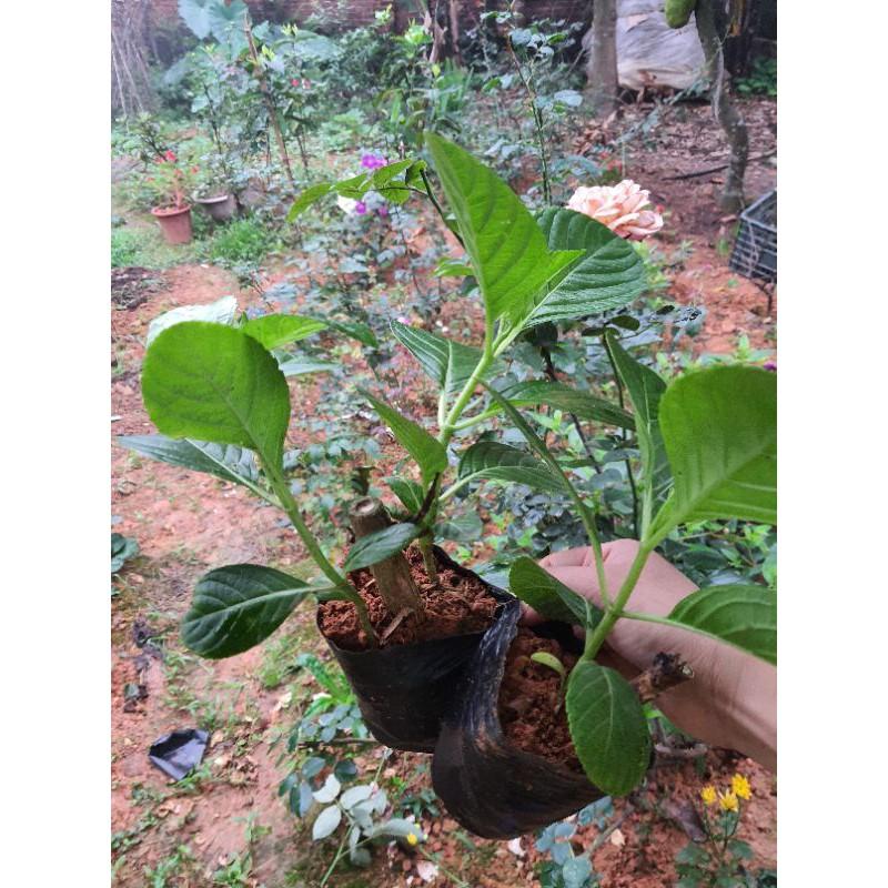 Cẩm tú cầu cây giống