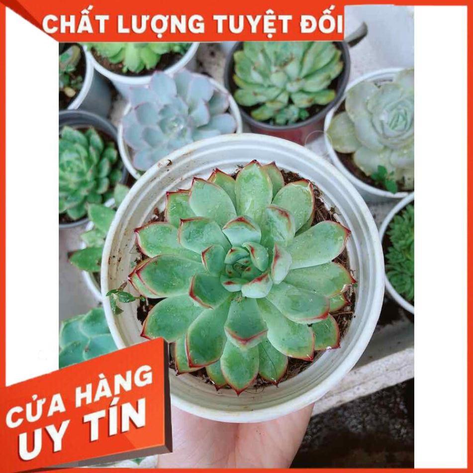 Sen đá viền hồng Nhiều Người Mua