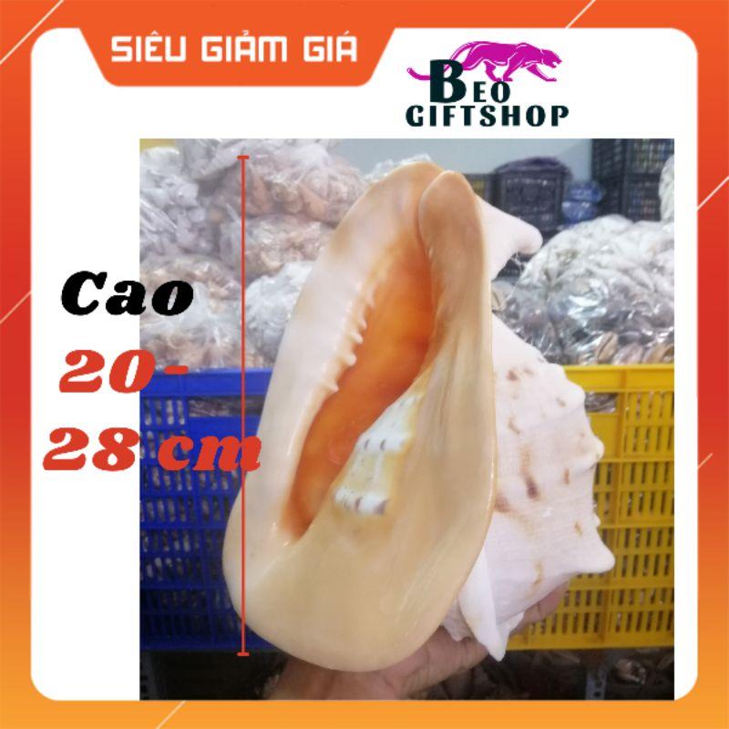 VỎ ỐC BIỂN. VỎ ỐC KIM KHÔI VÀNG SIZE TỪ 20-28 CM