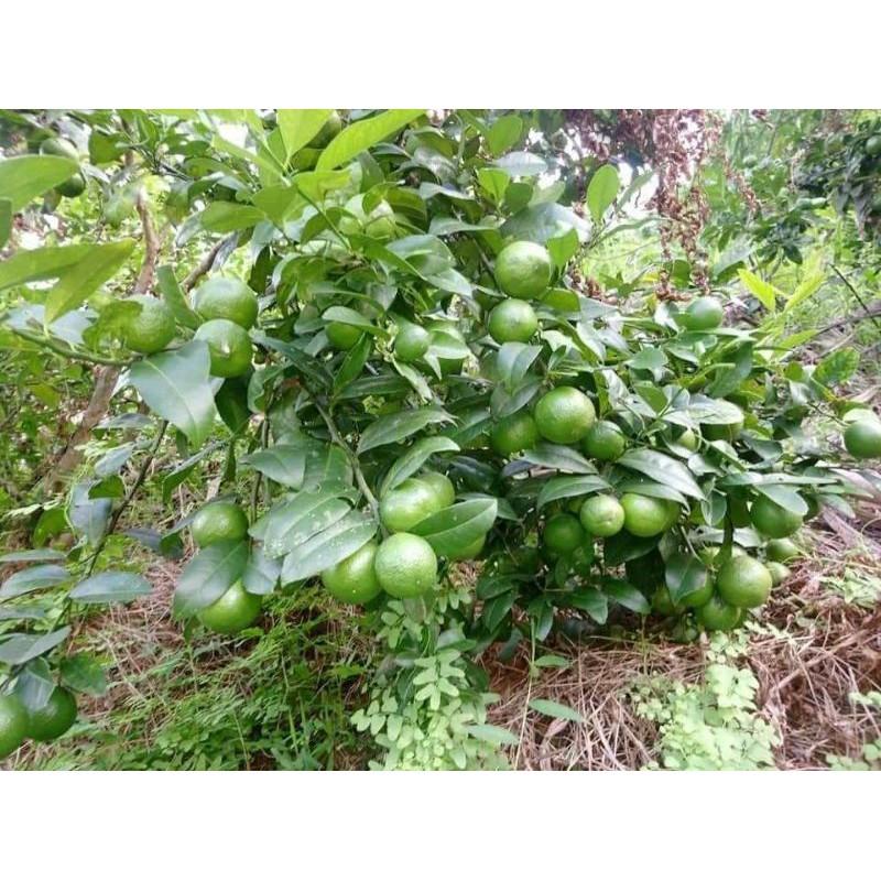 CÂY GIỐNG CHANH ĐÀO