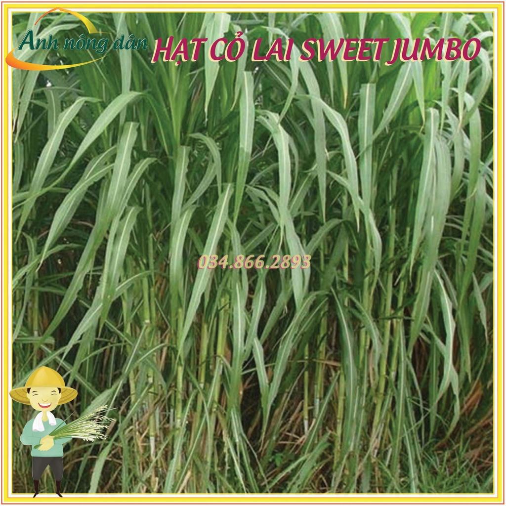 50g Hạt giống cỏ lai sweet jumbo - Hạt giống cỏ chăn nuôi