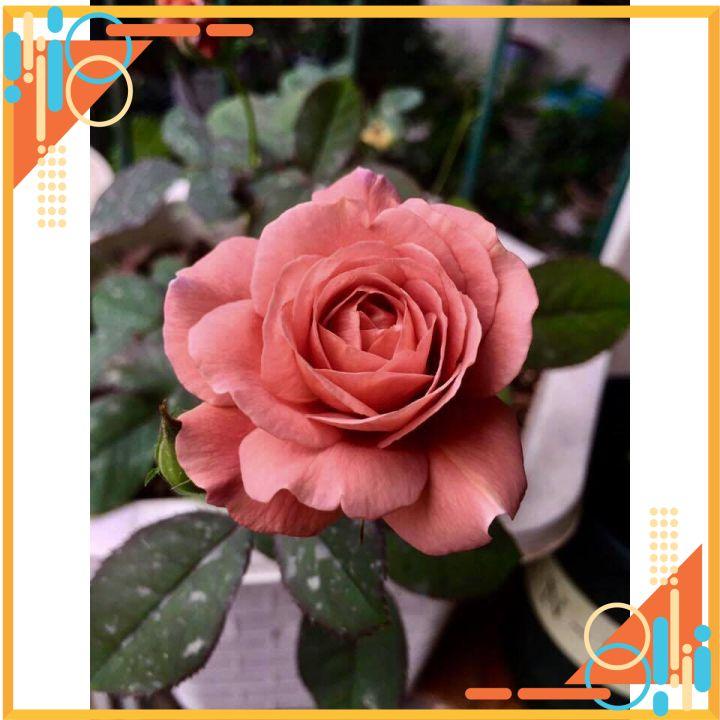 Hoa hồng ngoại Utsusemi thân tre,gỗ Siêu Thơm,Nhiều Hoa