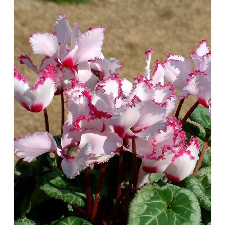 Hạt Giống Hoa Anh Thảo Mix Nhiều Màu - 5 hạt/gói