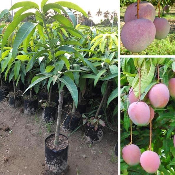 Cây giống xoài úc