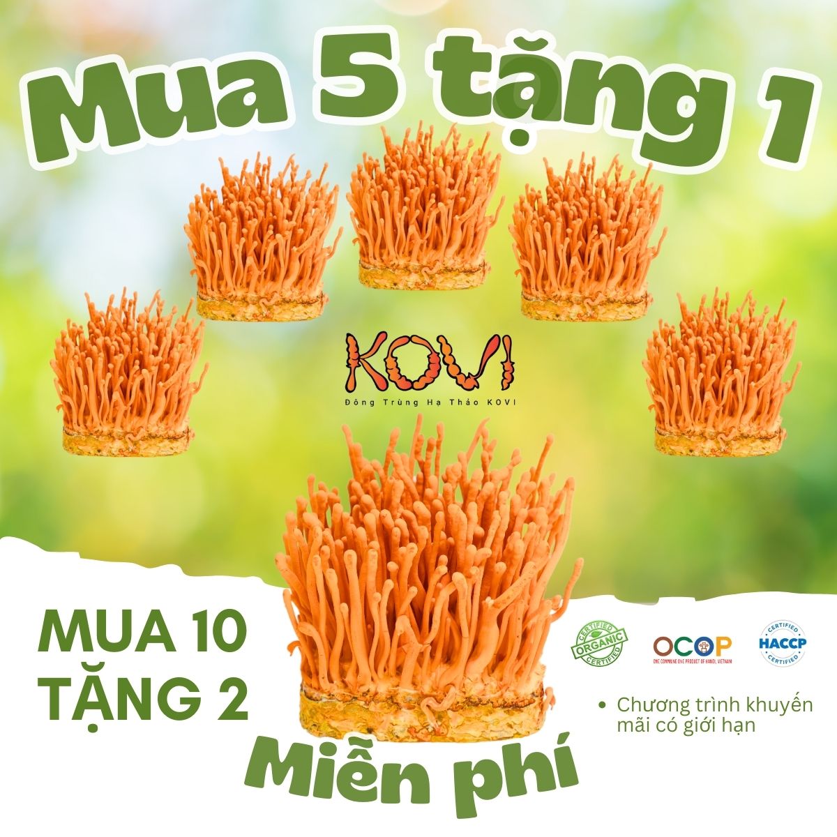 [Mua 5 tặng 1] Đông trùng hạ thảo KOVI dạng tươi | 700ml | 150g | Mua 10 tặng 1