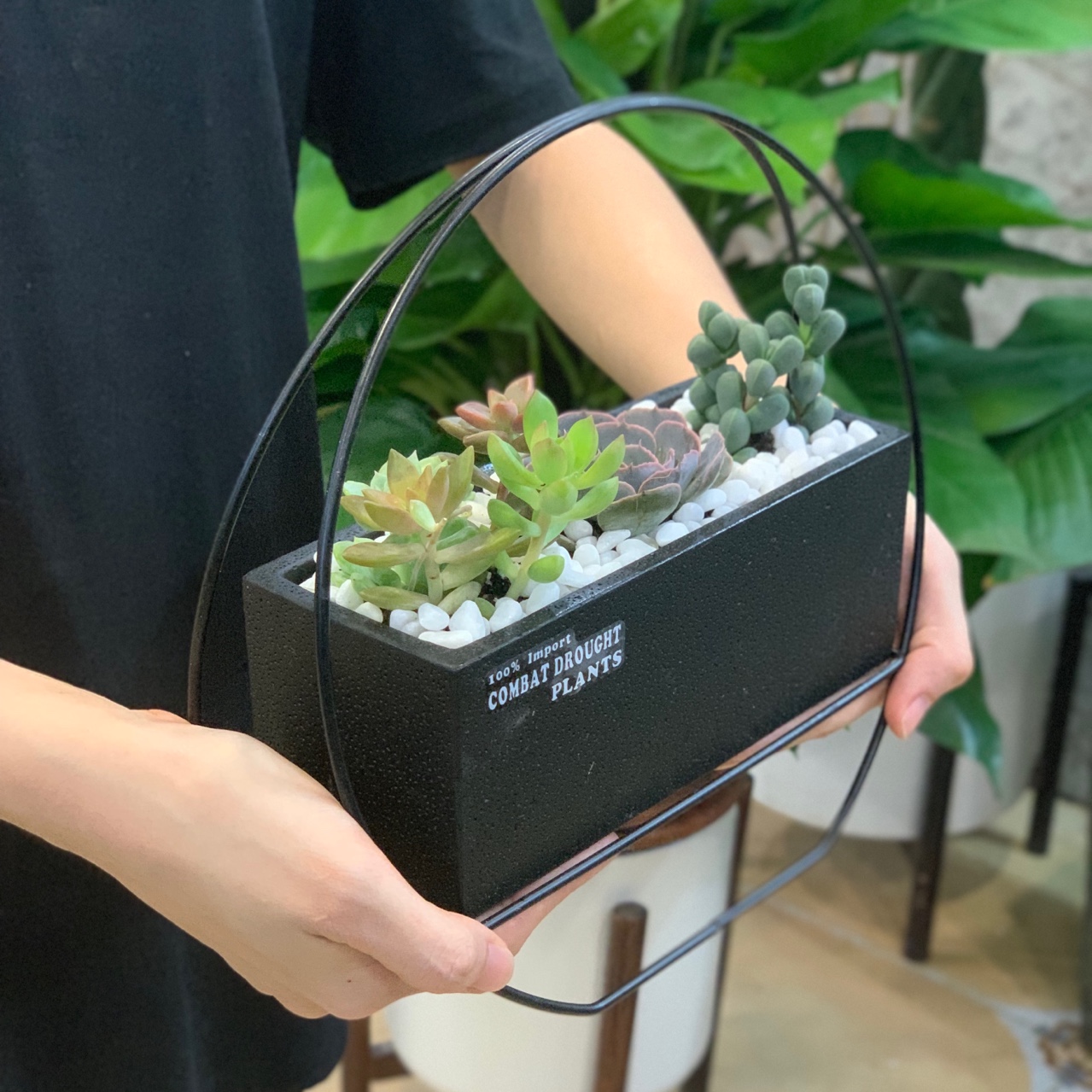 Terrarium, tiểu cảnh sen đá &amp; xương rồng mẫu 001