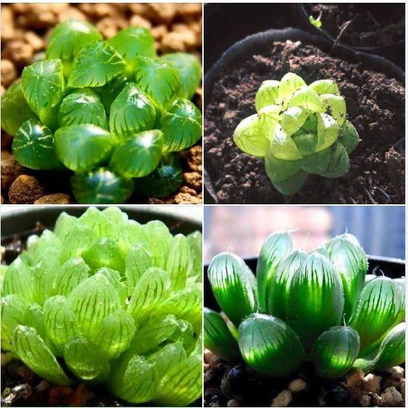 Hạt giống sen đá kim cương mix - 1 gói 200 hạt