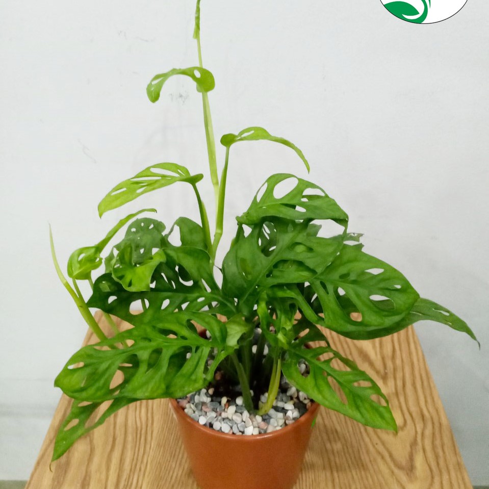 Cây Trầu Bà Lỗ Monstera Mini Để Bàn – Cây Cảnh Nội Thất Xanh Mát, Dễ Chăm, Trang Trí Nhà Cửa