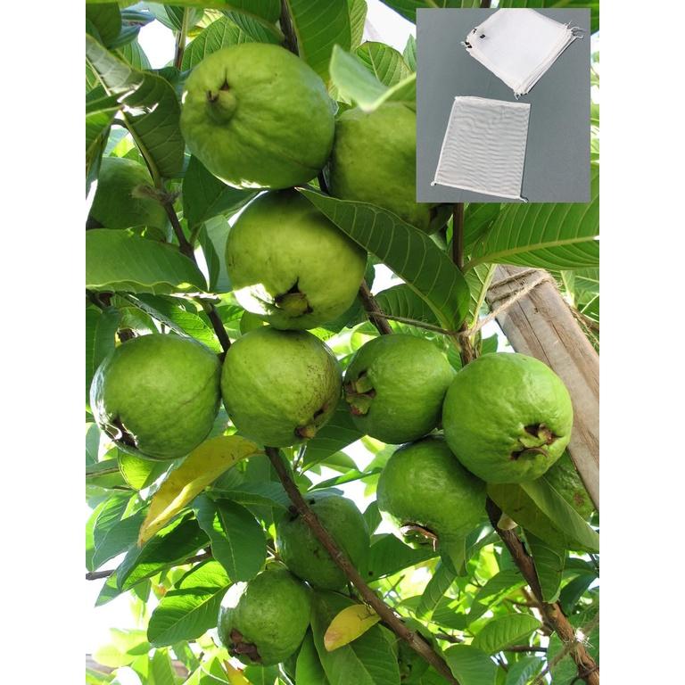 Bộ 50 Túi bọc trái cây Ổi, na, cam, xoài chống côn trùng có dây rút 18x18cm - Anh nông dân chính hiệu