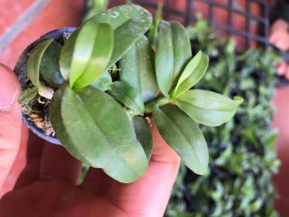 Phi điệp 5ct hiển oanh cây cực đẹp