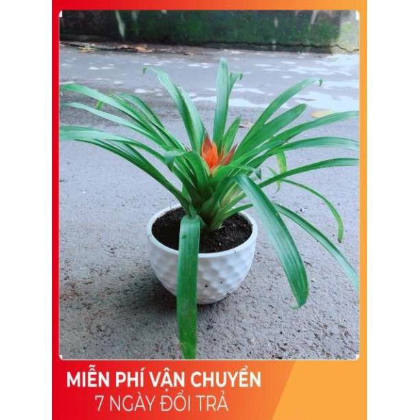 Chậu Phong Lộc Hoa