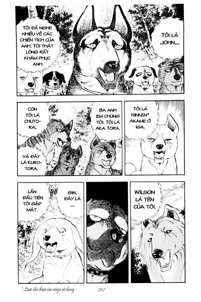 chú chó có nghĩa - ginga nagareboshi gin chapter 30 25