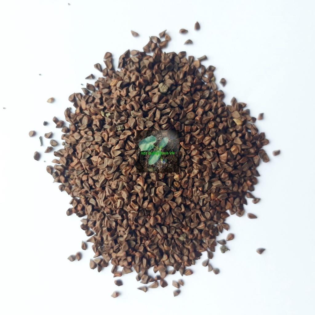 Hạt giống Rau đay trắng/ rau đay đỏ, đóng gói 10gr