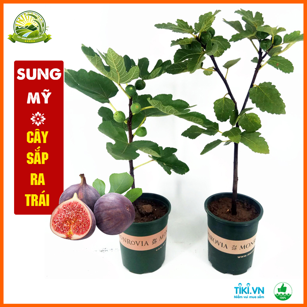 Cây sung mỹ choai sắp ra trái, cao từ 70-80cm khỏe mạnh, dễ trồng ở nhiều vùng miền Việt Nam | QD10