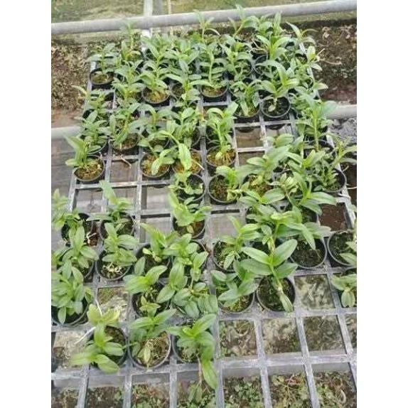 Phi điệp 5ct mắt xước hàng giống