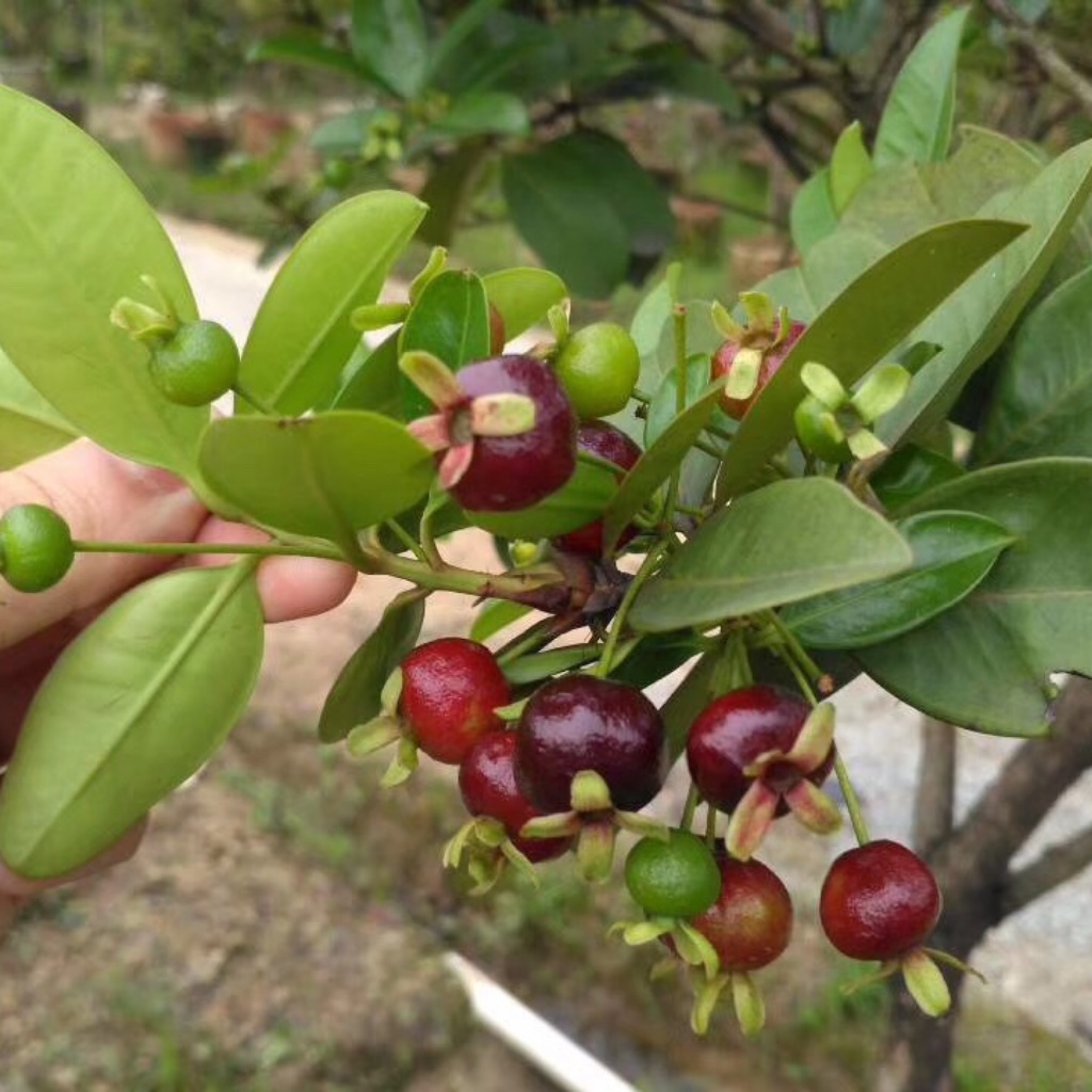 Cây cherry Brazil nhiệt đới dễ trồng chịu nhiệt tốt 1 năm ra quả