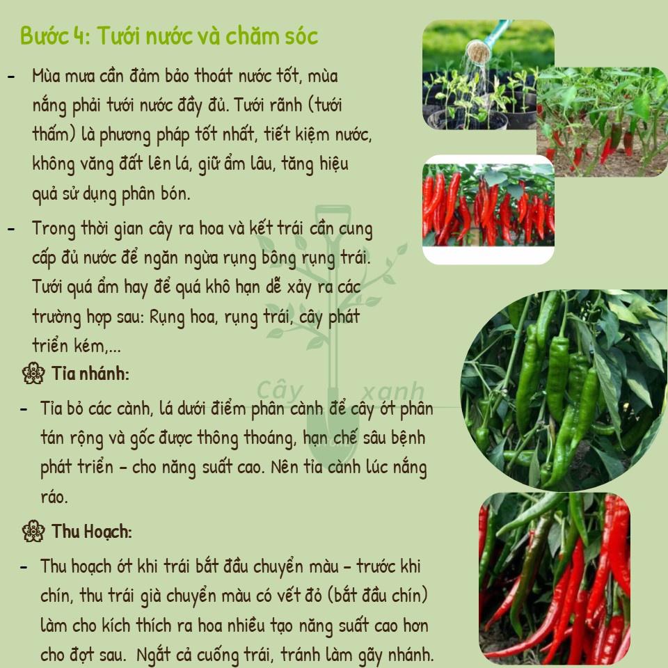 Hạt Giống Ớt Trái Dài Hàn Quốc - Phú Nông Seeds - Shop Đất sạch, Phân Bón, Hữu Cơ, Xơ Dừa